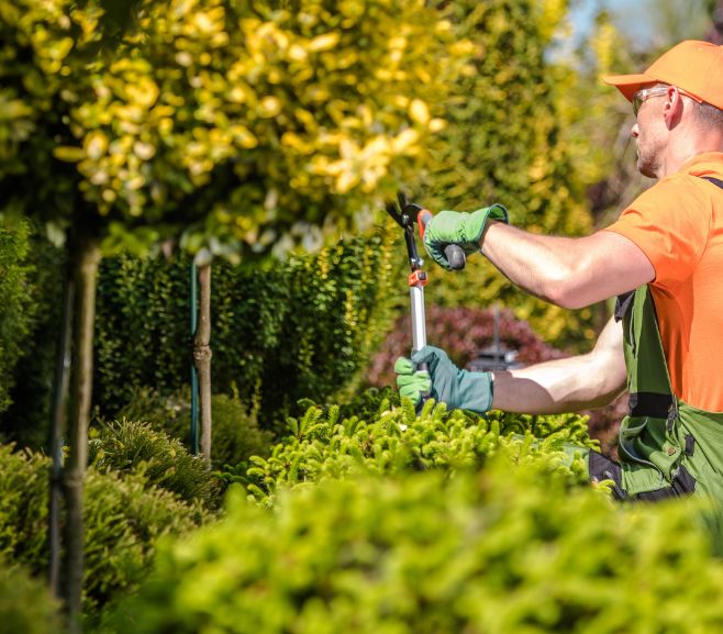 How to Keep Your Trees Healthy and Beautiful